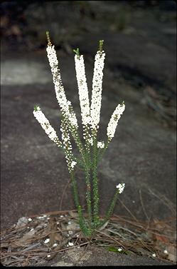 APII jpeg image of Epacris microphilla  © contact APII