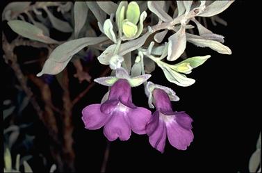 APII jpeg image of Eremophila bowmanii  © contact APII