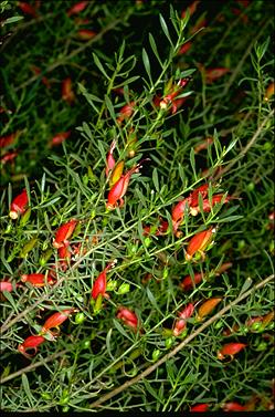 APII jpeg image of Eremophila decipiens  © contact APII