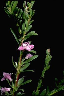 APII jpeg image of Eremophila divaricata subsp. divaricata  © contact APII