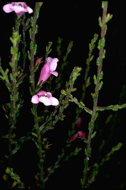 APII jpeg image of Eremophila gibbifolia  © contact APII