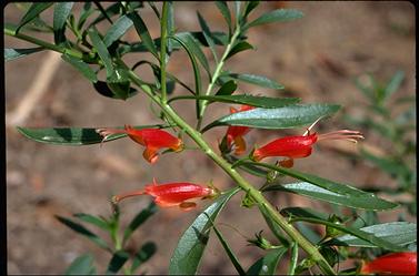 APII jpeg image of Eremophila glabra  © contact APII