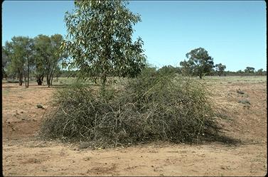 APII jpeg image of Eremophila polyclada  © contact APII