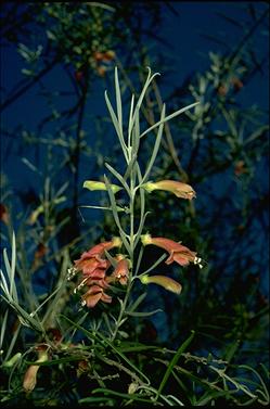 APII jpeg image of Eremophila youngii  © contact APII