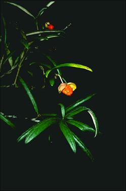 APII jpeg image of Pittosporum bicolor  © contact APII