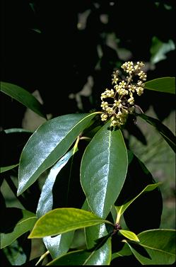 APII jpeg image of Pittosporum ferrugineum  © contact APII