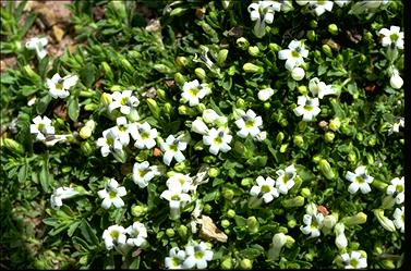 APII jpeg image of Lobelia darlingensis  © contact APII