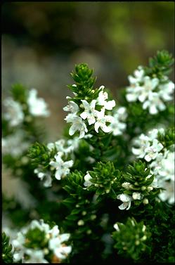 APII jpeg image of Westringia rubiifolia  © contact APII