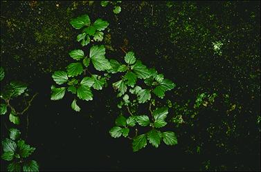 APII jpeg image of Australina pusilla subsp. muelleri  © contact APII
