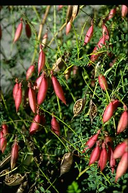 APII jpeg image of Swainsona galegifolia  © contact APII