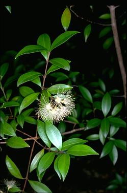 APII jpeg image of Syzygium oleosum  © contact APII