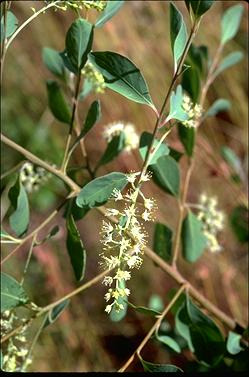 APII jpeg image of Terminalia pterocarya  © contact APII