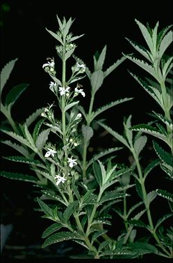 APII jpeg image of Teucrium corymbosum  © contact APII