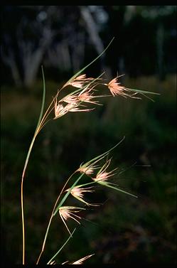 APII jpeg image of Themeda triandra  © contact APII