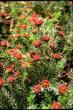 APII jpeg image of Darwinia pinifolia  © contact APII