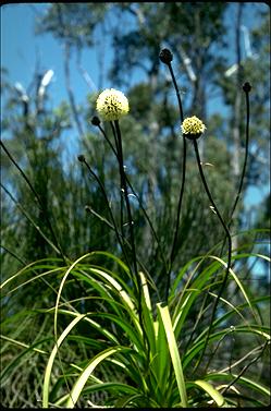 APII jpeg image of Dasypogon hookeri  © contact APII