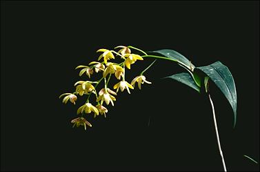 APII jpeg image of Dendrobium gracilicaule var. gracilicaule  © contact APII