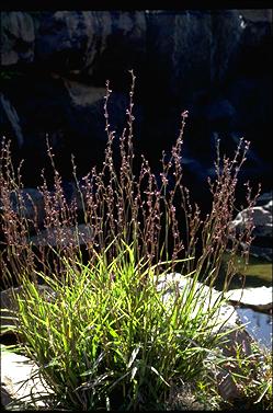 APII jpeg image of Dianella caerulea var. vannata  © contact APII