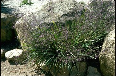 APII jpeg image of Dianella revoluta  © contact APII