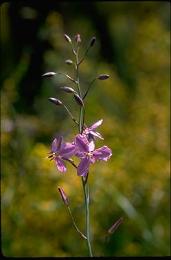 APII jpeg image of Arthropodium strictum  © contact APII