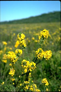 APII jpeg image of Dillwynia floribunda  © contact APII