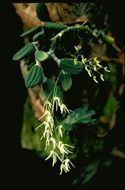 APII jpeg image of Dockrillia linguiformis var. linguiformis  © contact APII