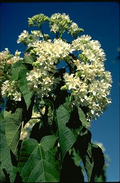 APII jpeg image of Dombeya kirkii  © contact APII