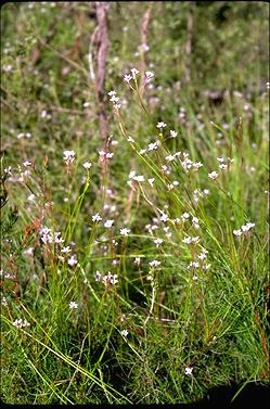 APII jpeg image of Conospermum tenuifolium  © contact APII