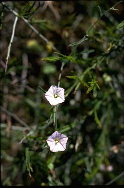 APII jpeg image of Convolvulus remotus  © contact APII