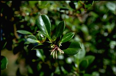 APII jpeg image of Coprosma hirtella  © contact APII