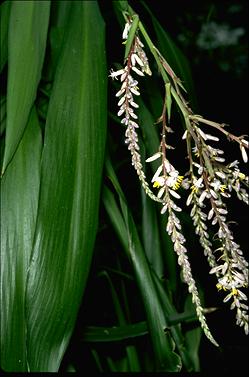 APII jpeg image of Cordyline congesta  © contact APII