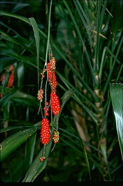 APII jpeg image of Cordyline petiolaris  © contact APII