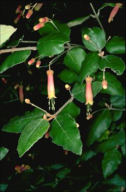 APII jpeg image of Correa lawrenceana var. cordifolia  © contact APII