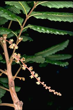 APII jpeg image of Cupaniopsis flagelliformis var. australis  © contact APII