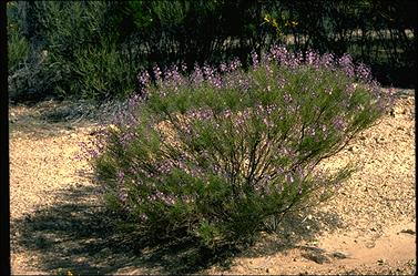 APII jpeg image of Cyanostegia angustifolia  © contact APII