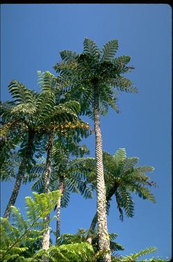 APII jpeg image of Cyathea brownii  © contact APII