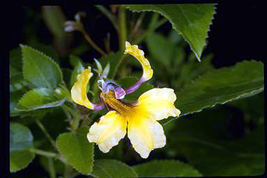 APII jpeg image of Goodenia grandiflora  © contact APII