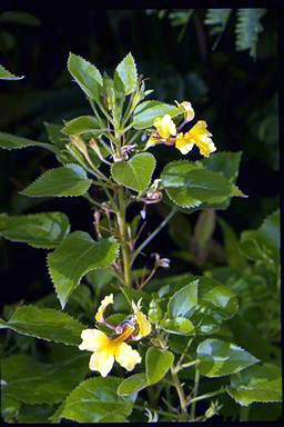 APII jpeg image of Goodenia grandiflora  © contact APII