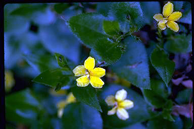 APII jpeg image of Goodenia ovata  © contact APII