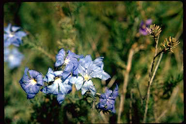 APII jpeg image of Lechenaultia biloba  © contact APII