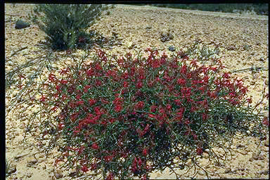 APII jpeg image of Lechenaultia hirsuta  © contact APII