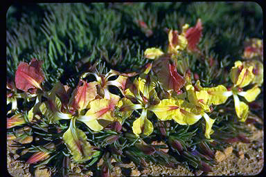 APII jpeg image of Lechenaultia macrantha  © contact APII