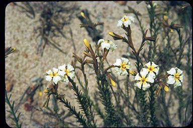 APII jpeg image of Lechenaultia stenosepala  © contact APII