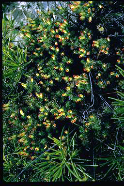 APII jpeg image of Lechenaultia tubiflora  © contact APII