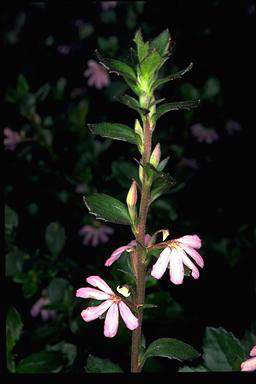 APII jpeg image of Scaevola albida  © contact APII