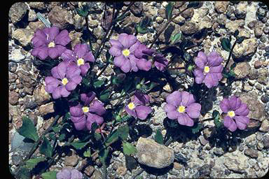 APII jpeg image of Scaevola striata  © contact APII