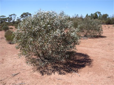 APII jpeg image of Eucalyptus polybractea  © contact APII
