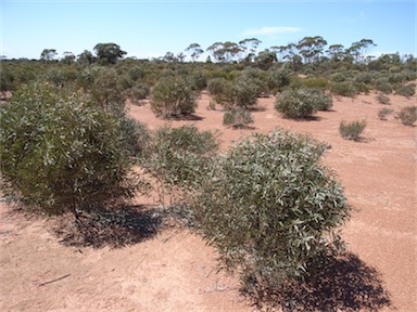 APII jpeg image of Eucalyptus polybractea  © contact APII