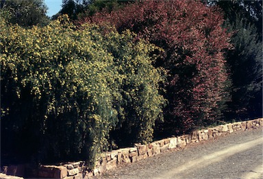 APII jpeg image of Melaleuca incana  © contact APII