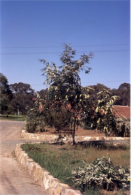 APII jpeg image of Eucalyptus risdonii  © contact APII